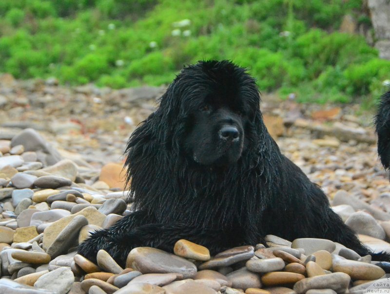 Фото: ньюфаундленд Талисман Моря Корвет (Talisman Morya Korvet)