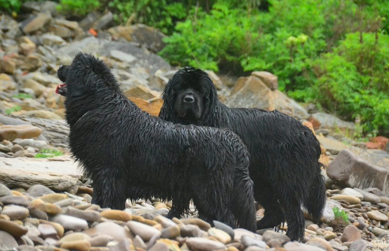Фото: [d12808, ньюфаундленд Талисман Моря Корвет (Talisman Morya Korvet)