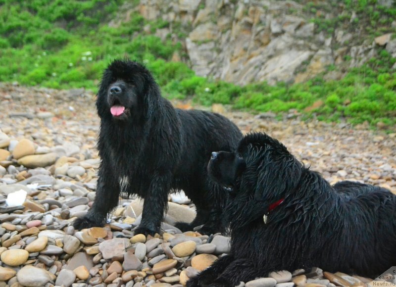 Фото: ньюфаундленд Талисман Моря Мишель, ньюфаундленд Талисман Моря Корвет (Talisman Morya Korvet)