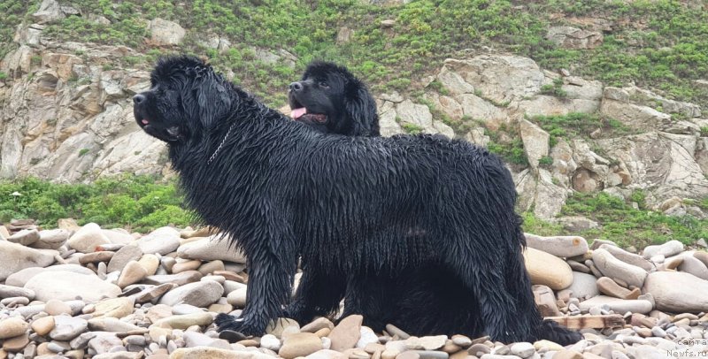 Фото: ньюфаундленд Талисман Моря Мишель, ньюфаундленд Талисман Моря Изумрудная Волна