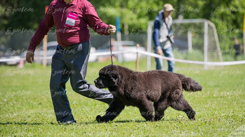 Фото: ньюфаундленд Вятский Медведь Принцесса Пролине