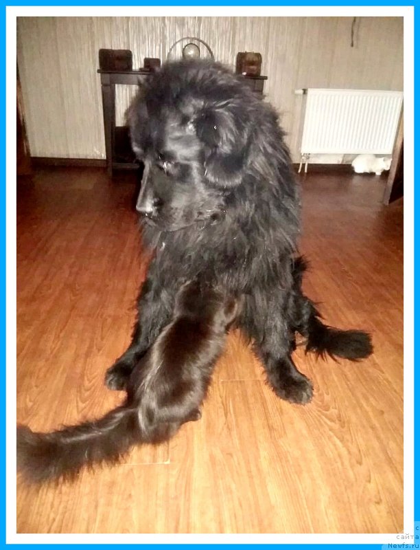 Фотография № 243306