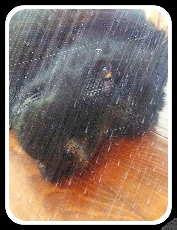 Фотография № 243307