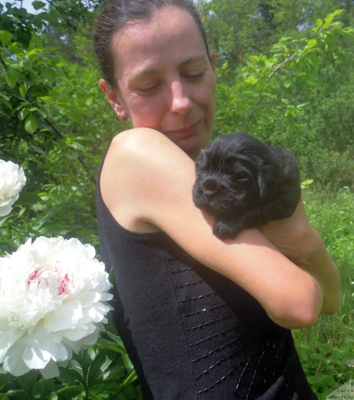 Фото: ньюфаундленд Альфа Дар Окса Везунья