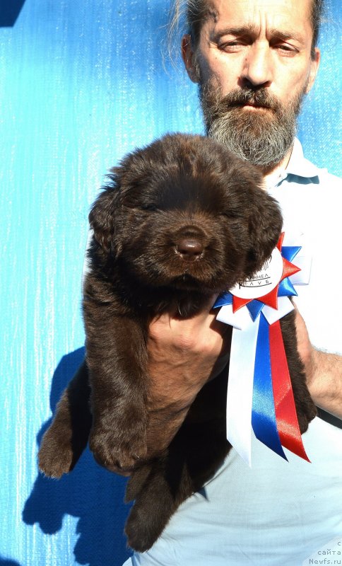 Фото: Щенки от, ньюфаундленд I Follow The Sun de L'Etoile de Cyrice, ньюфаундленд Сент Джонс Юстиния Юлия (Sent Djons Yustiniya Yuliya)