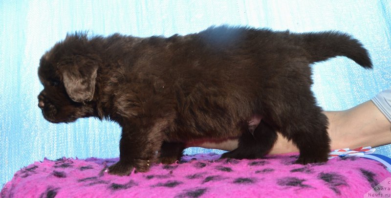 Фото: Щенки от, ньюфаундленд I Follow The Sun de L'Etoile de Cyrice, ньюфаундленд Сент Джонс Юстиния Юлия (Sent Djons Yustiniya Yuliya)