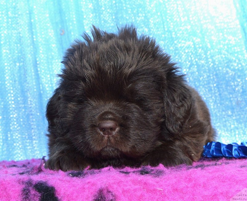 Фото: Щенки от, ньюфаундленд I Follow The Sun de L'Etoile de Cyrice, ньюфаундленд Сент Джонс Юстиния Юлия (Sent Djons Yustiniya Yuliya)