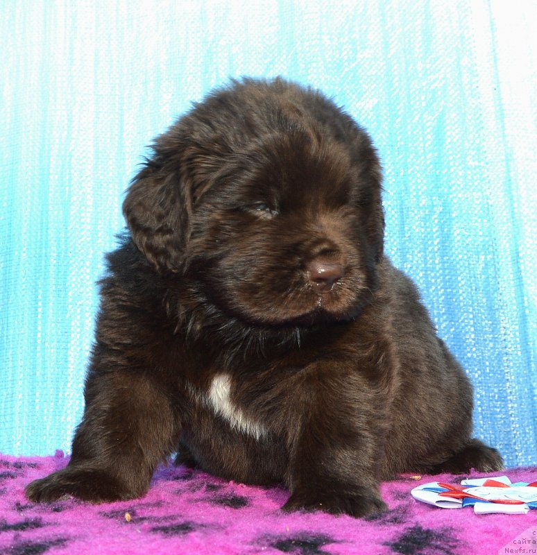 Фото: Щенки от, ньюфаундленд I Follow The Sun de L'Etoile de Cyrice, ньюфаундленд Сент Джонс Юстиния Юлия (Sent Djons Yustiniya Yuliya)