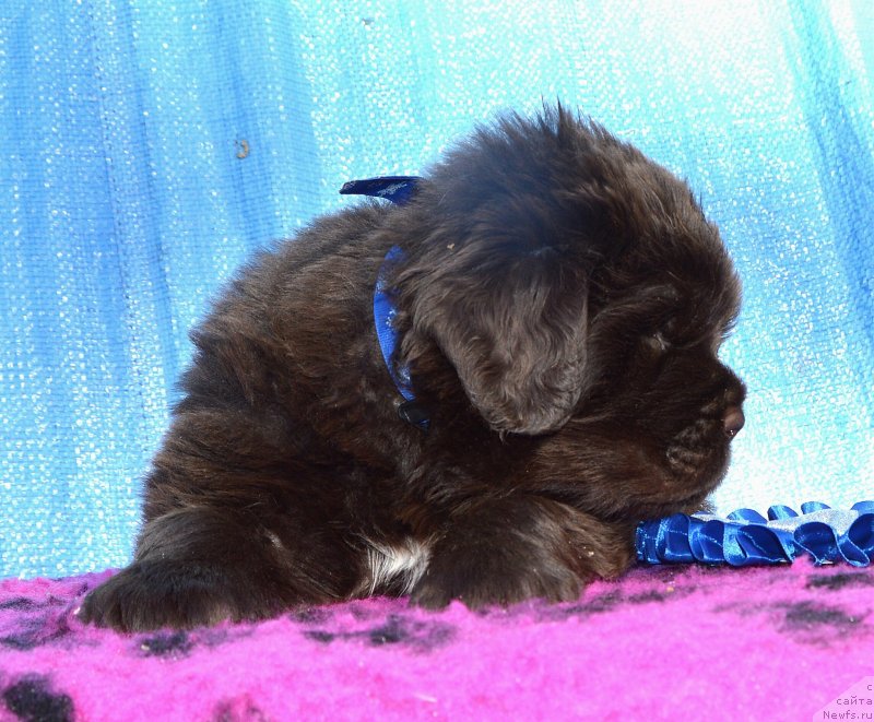 Фото: Щенки от, ньюфаундленд I Follow The Sun de L'Etoile de Cyrice, ньюфаундленд Сент Джонс Юстиния Юлия (Sent Djons Yustiniya Yuliya)