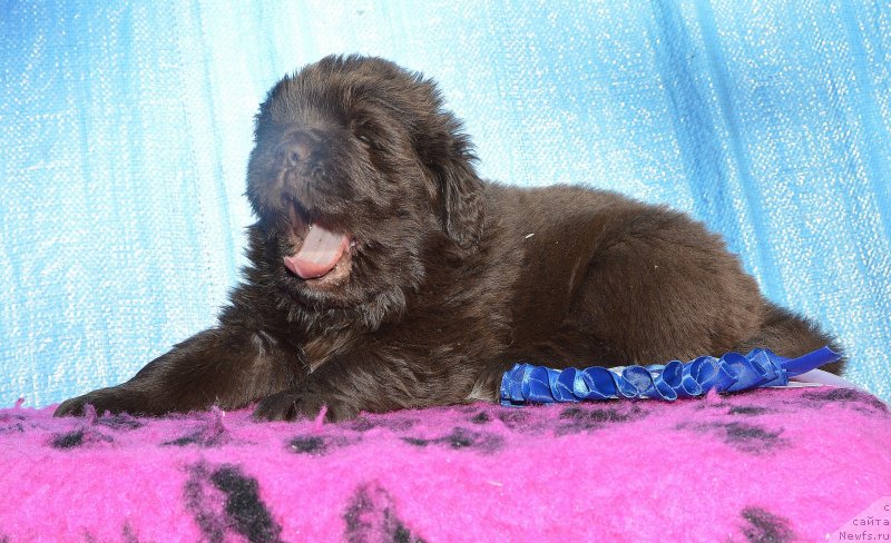 Фото: Щенки от, ньюфаундленд I Follow The Sun de L'Etoile de Cyrice, ньюфаундленд Сент Джонс Юстиния Юлия (Sent Djons Yustiniya Yuliya)