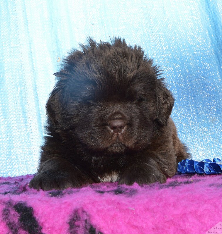 Фото: Щенки от, ньюфаундленд I Follow The Sun de L'Etoile de Cyrice, ньюфаундленд Сент Джонс Юстиния Юлия (Sent Djons Yustiniya Yuliya)