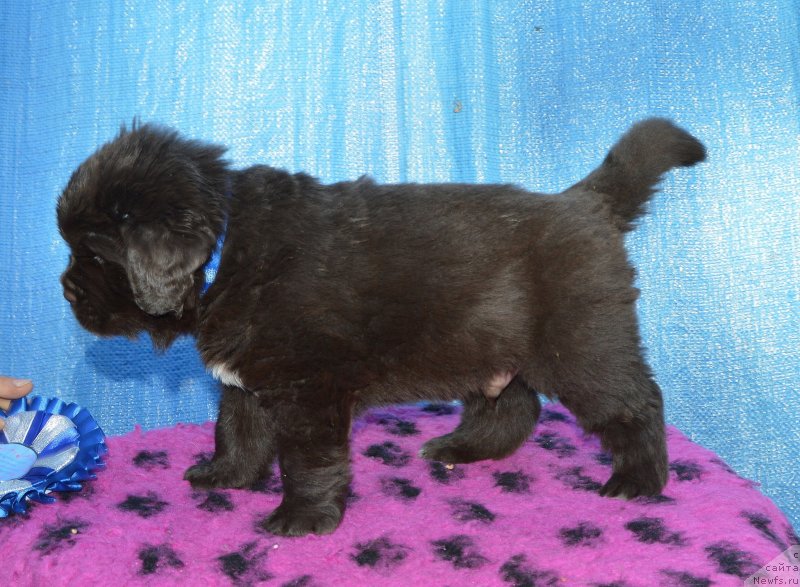 Фото: Щенки от, ньюфаундленд I Follow The Sun de L'Etoile de Cyrice, ньюфаундленд Сент Джонс Юстиния Юлия (Sent Djons Yustiniya Yuliya)