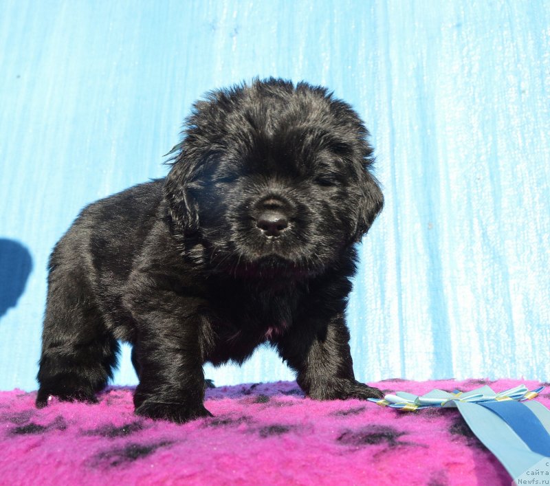 Фото: Щенки от, ньюфаундленд I Follow The Sun de L'Etoile de Cyrice, ньюфаундленд Сент Джонс Юстиния Юлия (Sent Djons Yustiniya Yuliya)