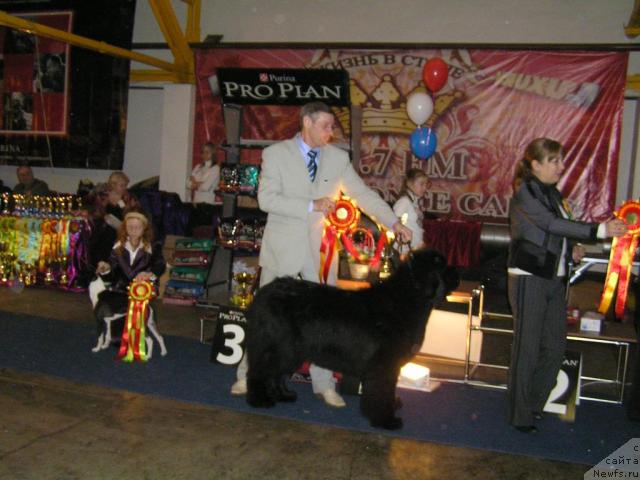 Фото: ньюфаундленд Его Высочество от Сибирского Медведя (Ego Vysochestvo ot Sibirskogo Medvedja)