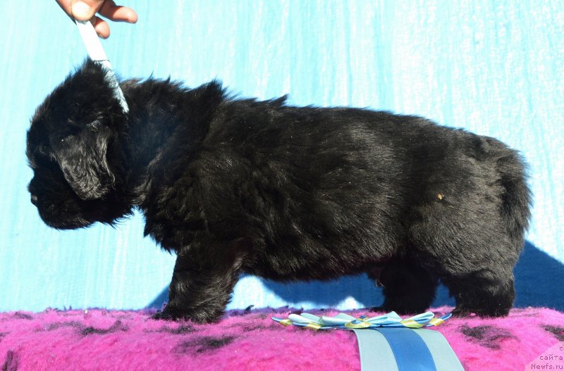 Фото: Щенки от, ньюфаундленд I Follow The Sun de L'Etoile de Cyrice, ньюфаундленд Сент Джонс Юстиния Юлия (Sent Djons Yustiniya Yuliya)