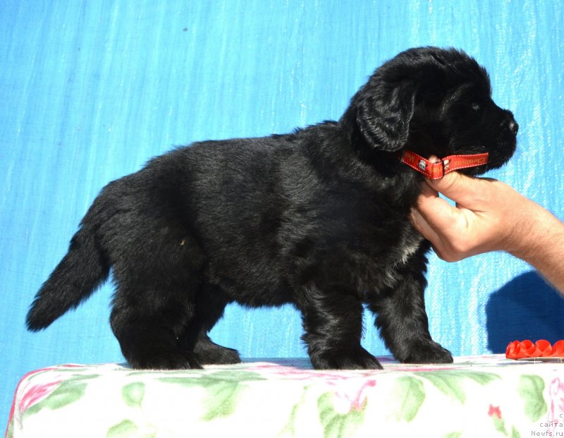 Фото: Щенки от, ньюфаундленд I Follow The Sun de L'Etoile de Cyrice, ньюфаундленд Сент Джонс Юстиния Юлия (Sent Djons Yustiniya Yuliya)