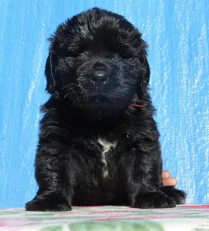 Фото: Щенки от, ньюфаундленд I Follow The Sun de L'Etoile de Cyrice, ньюфаундленд Сент Джонс Юстиния Юлия (Sent Djons Yustiniya Yuliya)