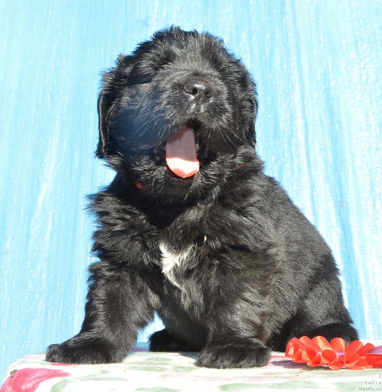 Фото: Щенки от, ньюфаундленд I Follow The Sun de L'Etoile de Cyrice, ньюфаундленд Сент Джонс Юстиния Юлия (Sent Djons Yustiniya Yuliya)