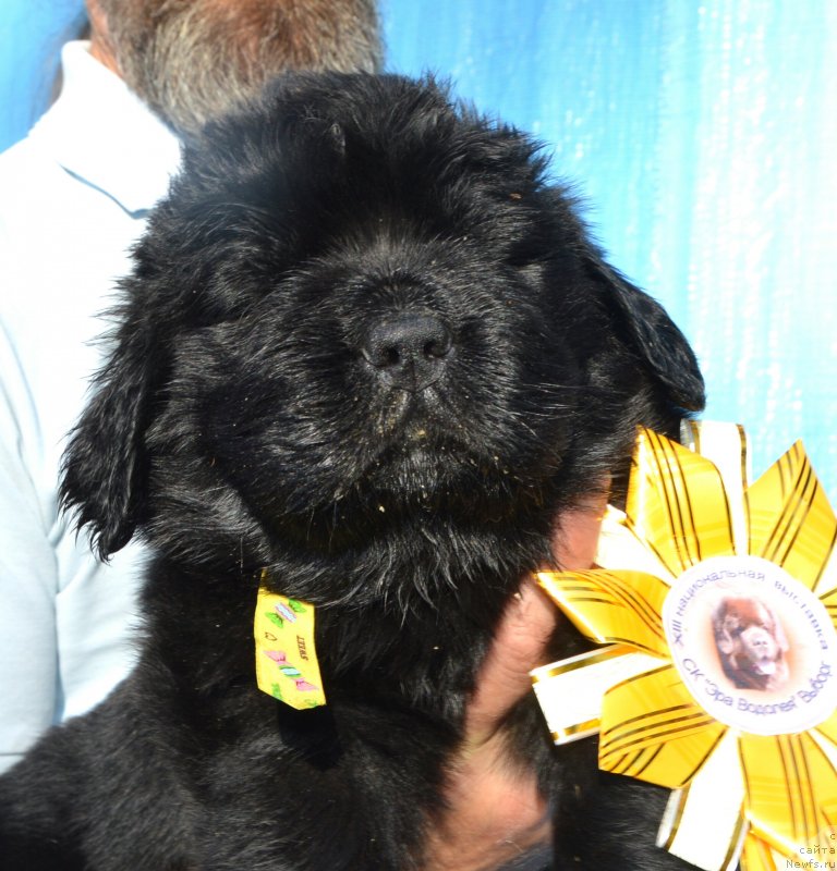 Фото: Щенки от, ньюфаундленд I Follow The Sun de L'Etoile de Cyrice, ньюфаундленд Сент Джонс Юстиния Юлия (Sent Djons Yustiniya Yuliya)