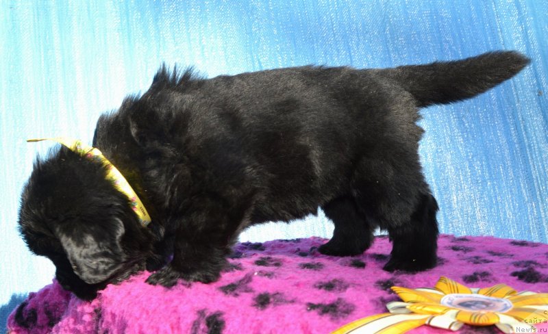 Фото: Щенки от, ньюфаундленд I Follow The Sun de L'Etoile de Cyrice, ньюфаундленд Сент Джонс Юстиния Юлия (Sent Djons Yustiniya Yuliya)