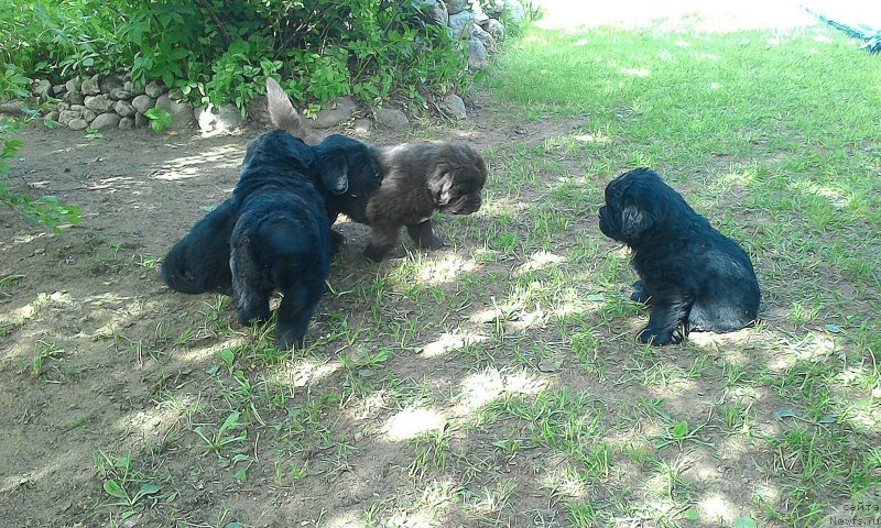 Фото: Щенки от, ньюфаундленд Сент Джонс Юстиния Юлия (Sent Djons Yustiniya Yuliya), ньюфаундленд I Follow The Sun de L'Etoile de Cyrice