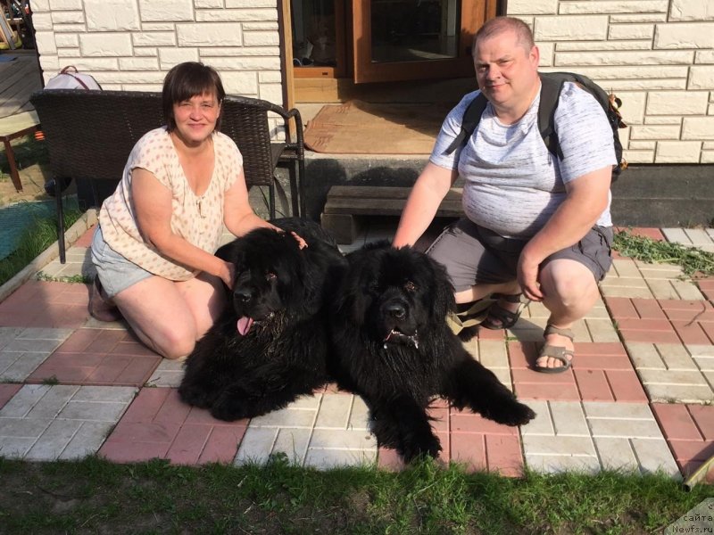 Фото: ньюфаундленд Смигар Агдай Виртус (Smigar Agday Virtus), ньюфаундленд Браунблад МСК Лайт Рэй