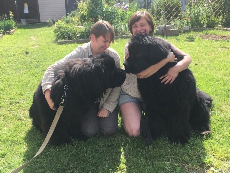 Фото: ньюфаундленд Браунблад МСК Лайт Рэй, ньюфаундленд Смигар Агдай Виртус (Smigar Agday Virtus)