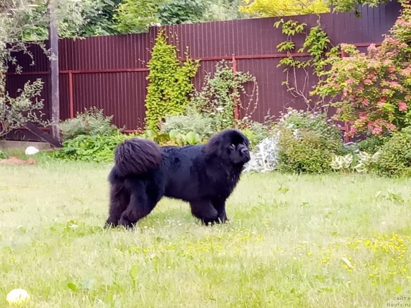 Фото: ньюфаундленд Браунблад МСК Лайт Рэй