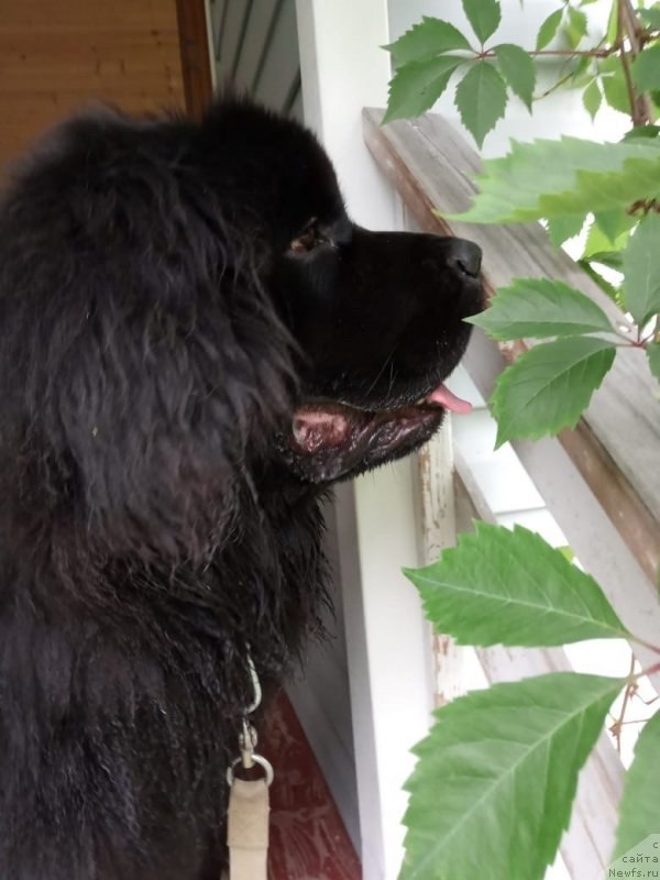 Фото: ньюфаундленд Браунблад МСК Лайт Рэй