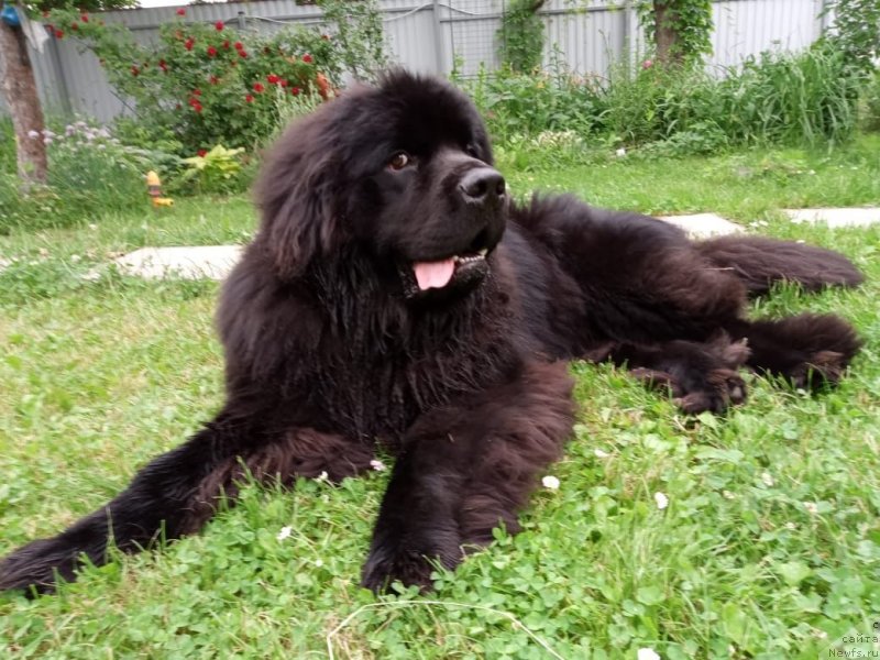 Фото: ньюфаундленд Браунблад МСК Лайт Рэй