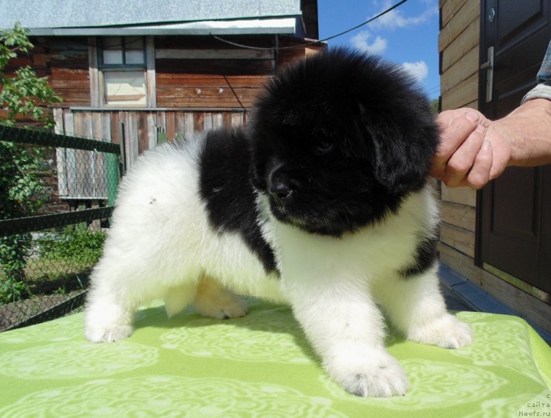 Фото: ньюфаундленд Супер Бизон Мелодия