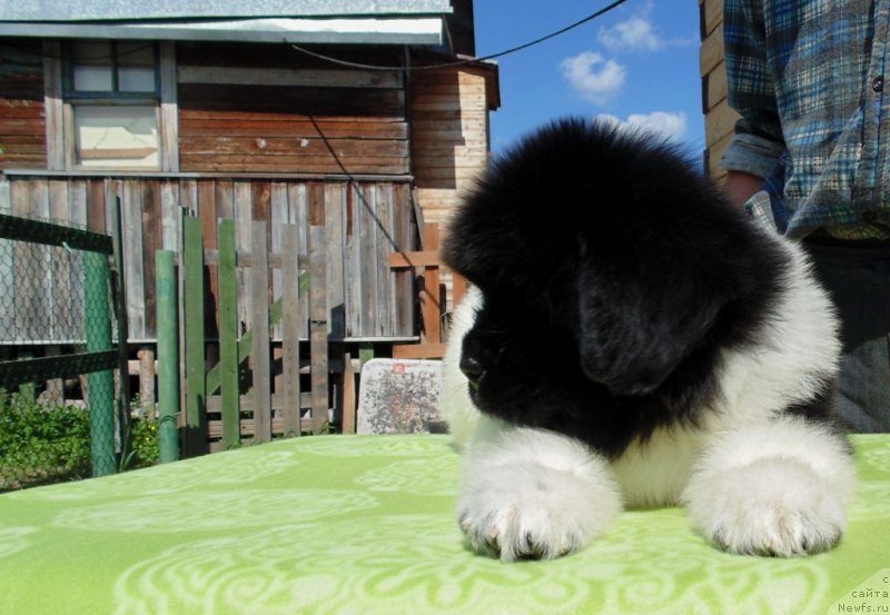 Фото: ньюфаундленд Супер Бизон Мелодия