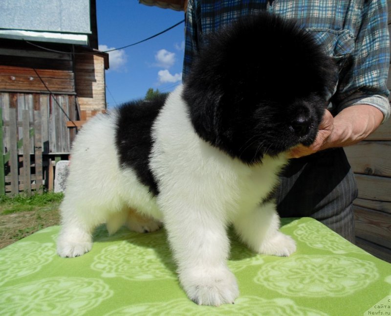 Фото: ньюфаундленд Супер Бизон Мелодия