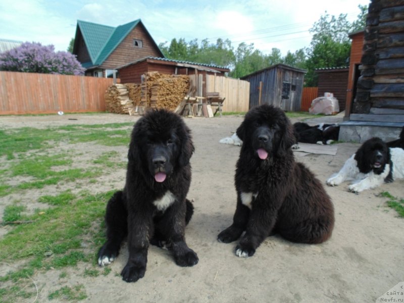 Фото: ньюфаундленд Зита от Карельских Медведей, ньюфаундленд Злата от Карельских Медведей