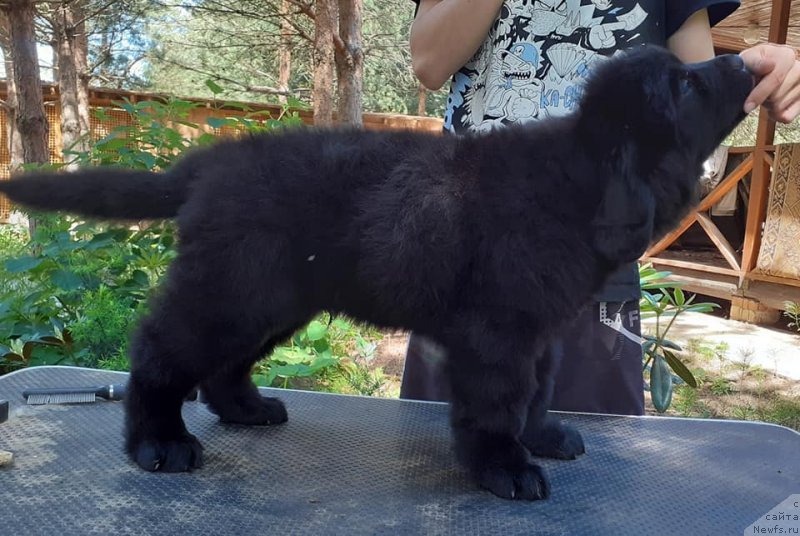 Фото: ньюфаундленд Амулет Династии Айвенго