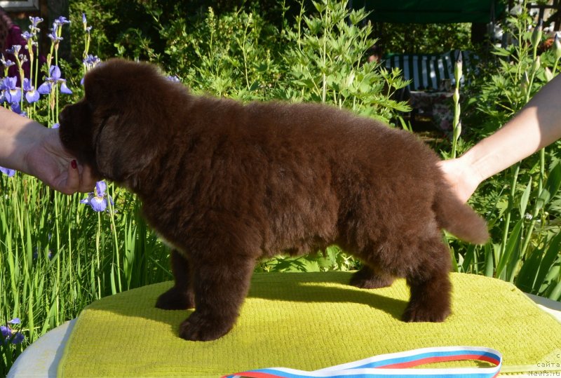 Фото: Щенки от, ньюфаундленд Сент Джонс Юстиния Юлия (Sent Djons Yustiniya Yuliya), ньюфаундленд I Follow The Sun de L'Etoile de Cyrice