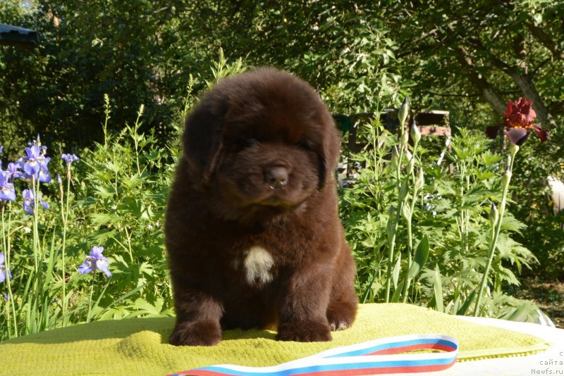 Фото: Щенки от, ньюфаундленд Сент Джонс Юстиния Юлия (Sent Djons Yustiniya Yuliya), ньюфаундленд I Follow The Sun de L'Etoile de Cyrice