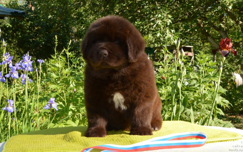 Фото: Щенки от, ньюфаундленд Сент Джонс Юстиния Юлия (Sent Djons Yustiniya Yuliya), ньюфаундленд I Follow The Sun de L'Etoile de Cyrice