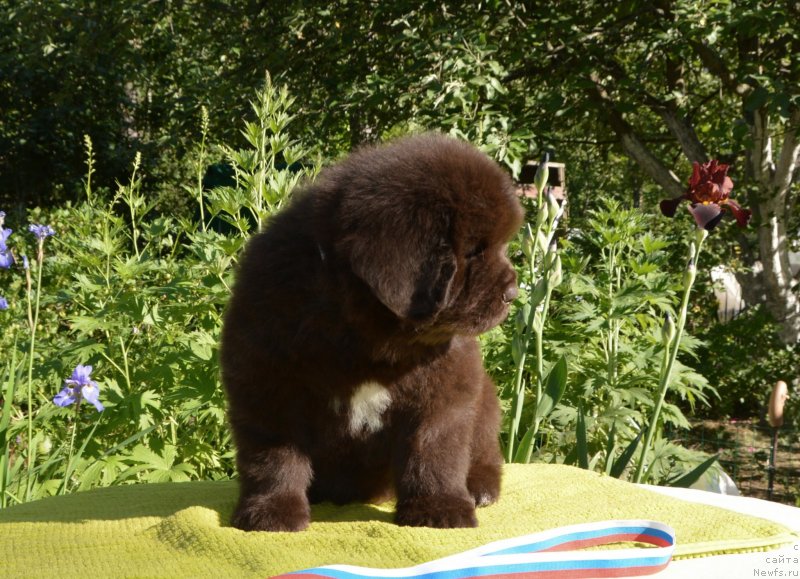 Фото: Щенки от, ньюфаундленд Сент Джонс Юстиния Юлия (Sent Djons Yustiniya Yuliya), ньюфаундленд I Follow The Sun de L'Etoile de Cyrice