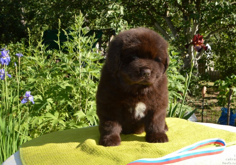 Фото: Щенки от, ньюфаундленд Сент Джонс Юстиния Юлия (Sent Djons Yustiniya Yuliya), ньюфаундленд I Follow The Sun de L'Etoile de Cyrice