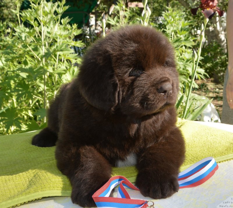 Фото: Щенки от, ньюфаундленд Сент Джонс Юстиния Юлия (Sent Djons Yustiniya Yuliya), ньюфаундленд I Follow The Sun de L'Etoile de Cyrice