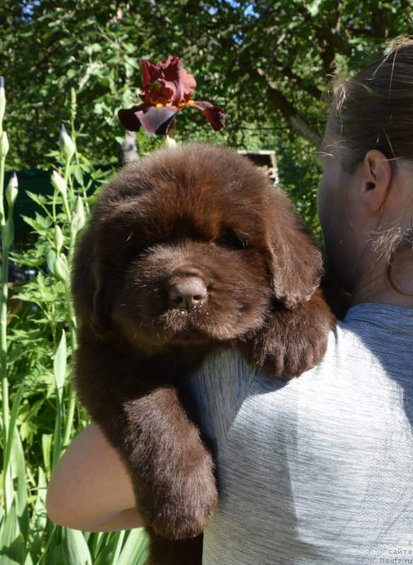 Фото: Щенки от, ньюфаундленд Сент Джонс Юстиния Юлия (Sent Djons Yustiniya Yuliya), ньюфаундленд I Follow The Sun de L'Etoile de Cyrice
