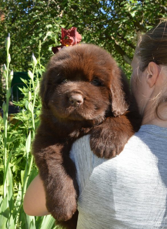 Фото: Щенки от, ньюфаундленд Сент Джонс Юстиния Юлия (Sent Djons Yustiniya Yuliya), ньюфаундленд I Follow The Sun de L'Etoile de Cyrice