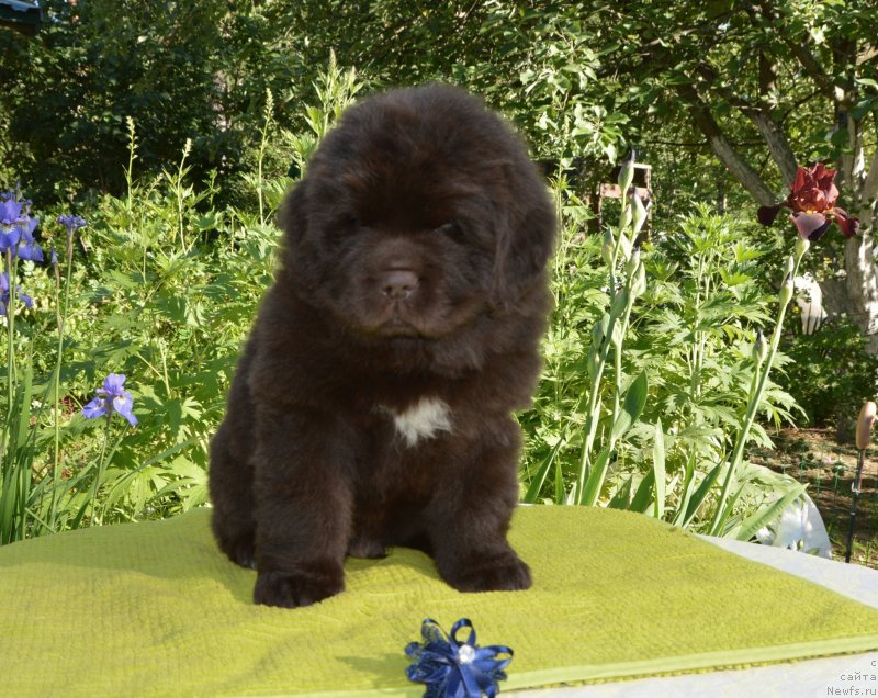 Фото: Щенки от, ньюфаундленд Сент Джонс Юстиния Юлия (Sent Djons Yustiniya Yuliya), ньюфаундленд I Follow The Sun de L'Etoile de Cyrice