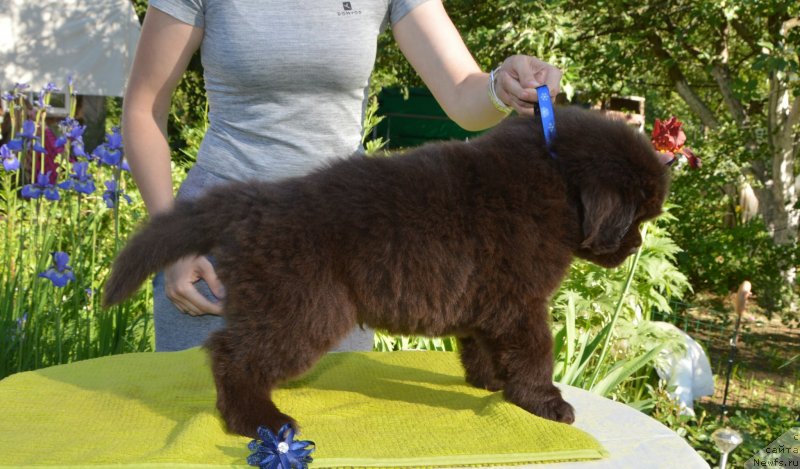 Фото: Щенки от, ньюфаундленд Сент Джонс Юстиния Юлия (Sent Djons Yustiniya Yuliya), ньюфаундленд I Follow The Sun de L'Etoile de Cyrice