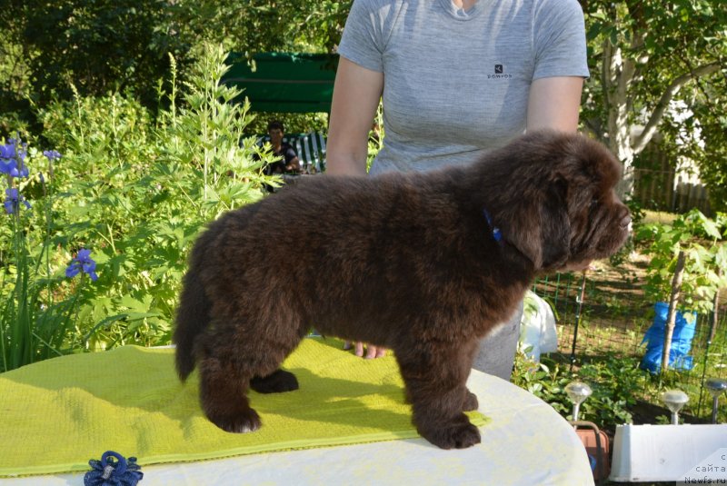 Фото: Щенки от, ньюфаундленд Сент Джонс Юстиния Юлия (Sent Djons Yustiniya Yuliya), ньюфаундленд I Follow The Sun de L'Etoile de Cyrice