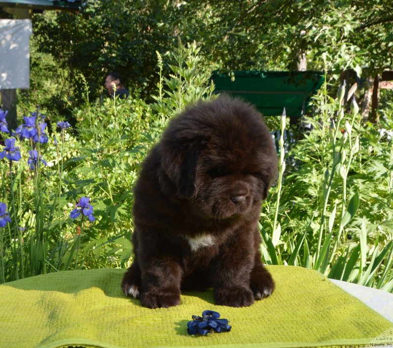 Фото: Щенки от, ньюфаундленд Сент Джонс Юстиния Юлия (Sent Djons Yustiniya Yuliya), ньюфаундленд I Follow The Sun de L'Etoile de Cyrice