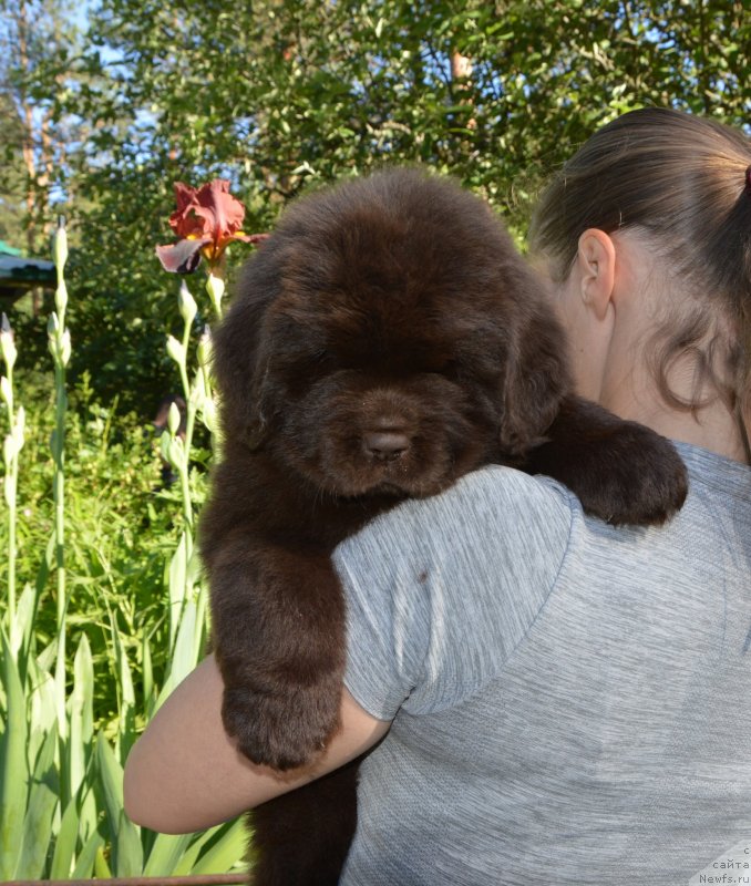 Фото: Щенки от, ньюфаундленд Сент Джонс Юстиния Юлия (Sent Djons Yustiniya Yuliya), ньюфаундленд I Follow The Sun de L'Etoile de Cyrice