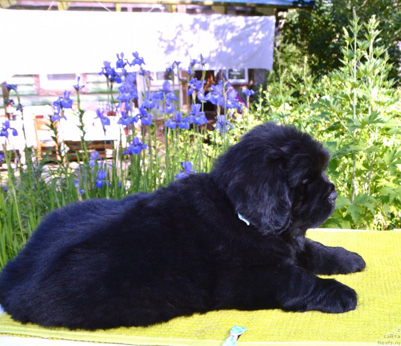 Фото: Щенки от, ньюфаундленд Сент Джонс Юстиния Юлия (Sent Djons Yustiniya Yuliya), ньюфаундленд I Follow The Sun de L'Etoile de Cyrice