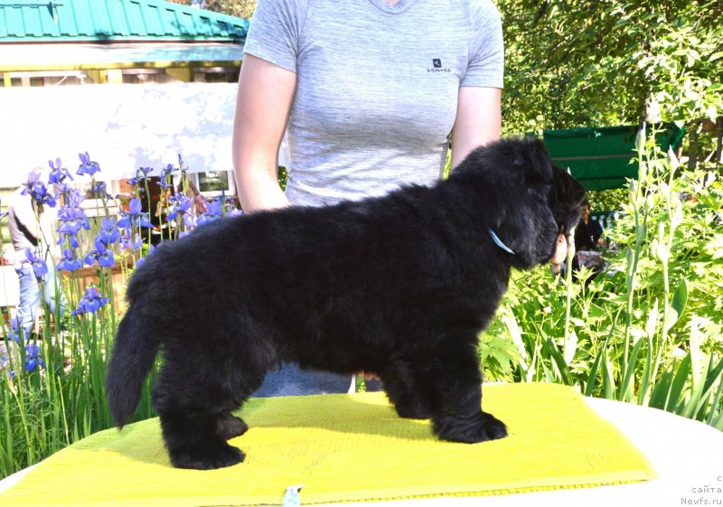 Фото: Щенки от, ньюфаундленд Сент Джонс Юстиния Юлия (Sent Djons Yustiniya Yuliya), ньюфаундленд I Follow The Sun de L'Etoile de Cyrice